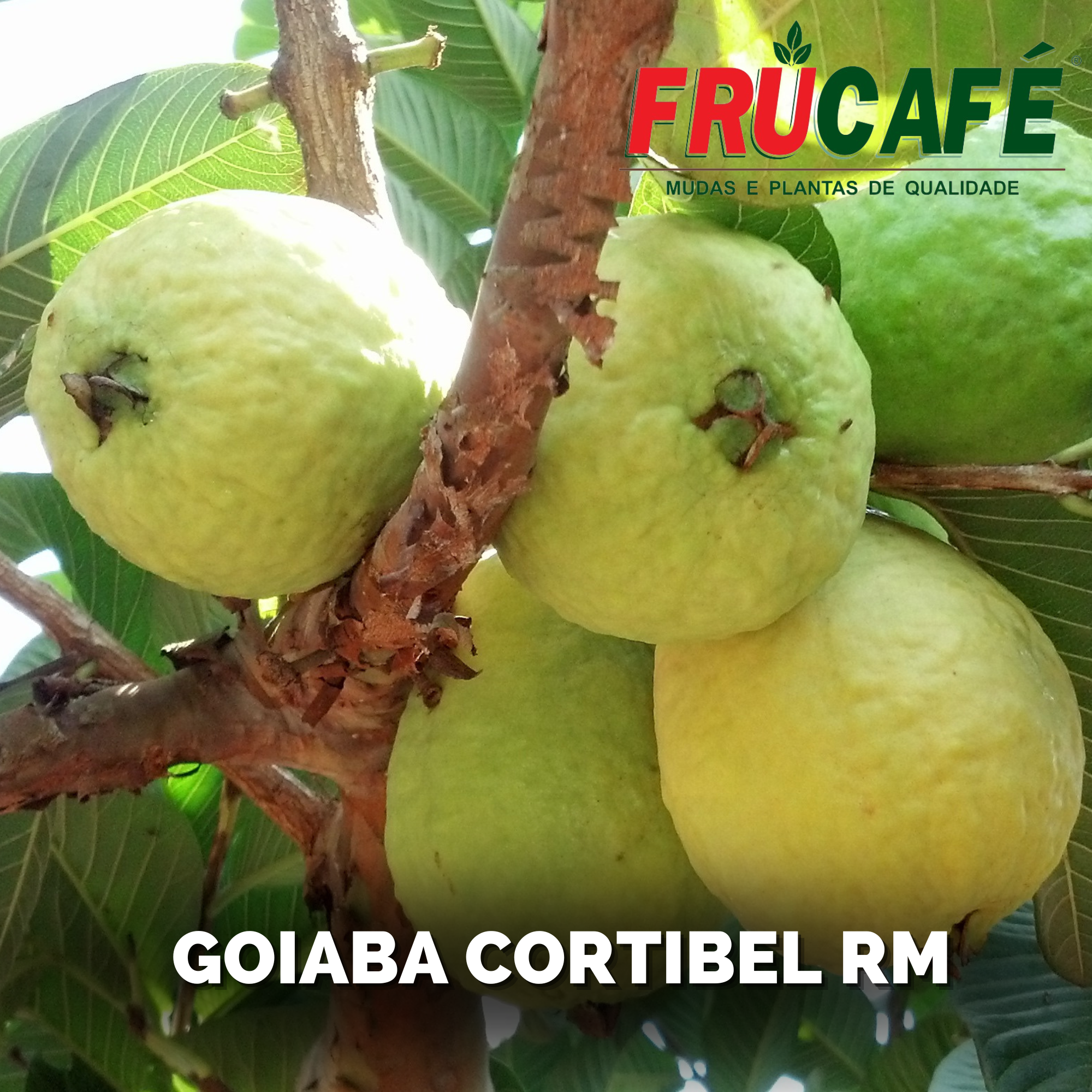 Muda de Goiaba Cortibel Rm (sac. 12x23) — Viveiro Frucafé