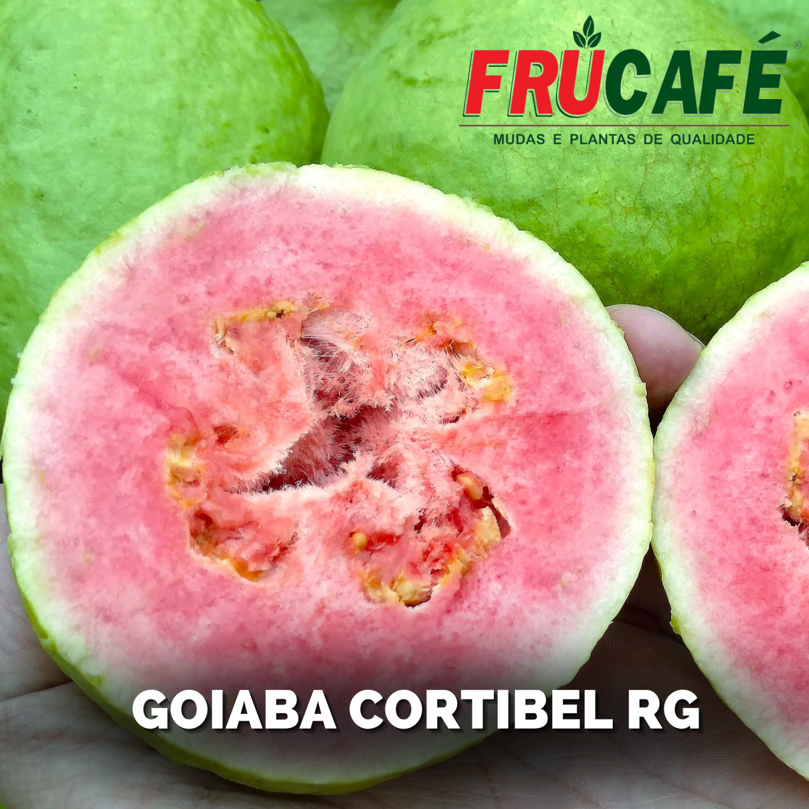 Muda de Goiaba Cortibel Rg (sac. 12x23) — Viveiro Frucafé