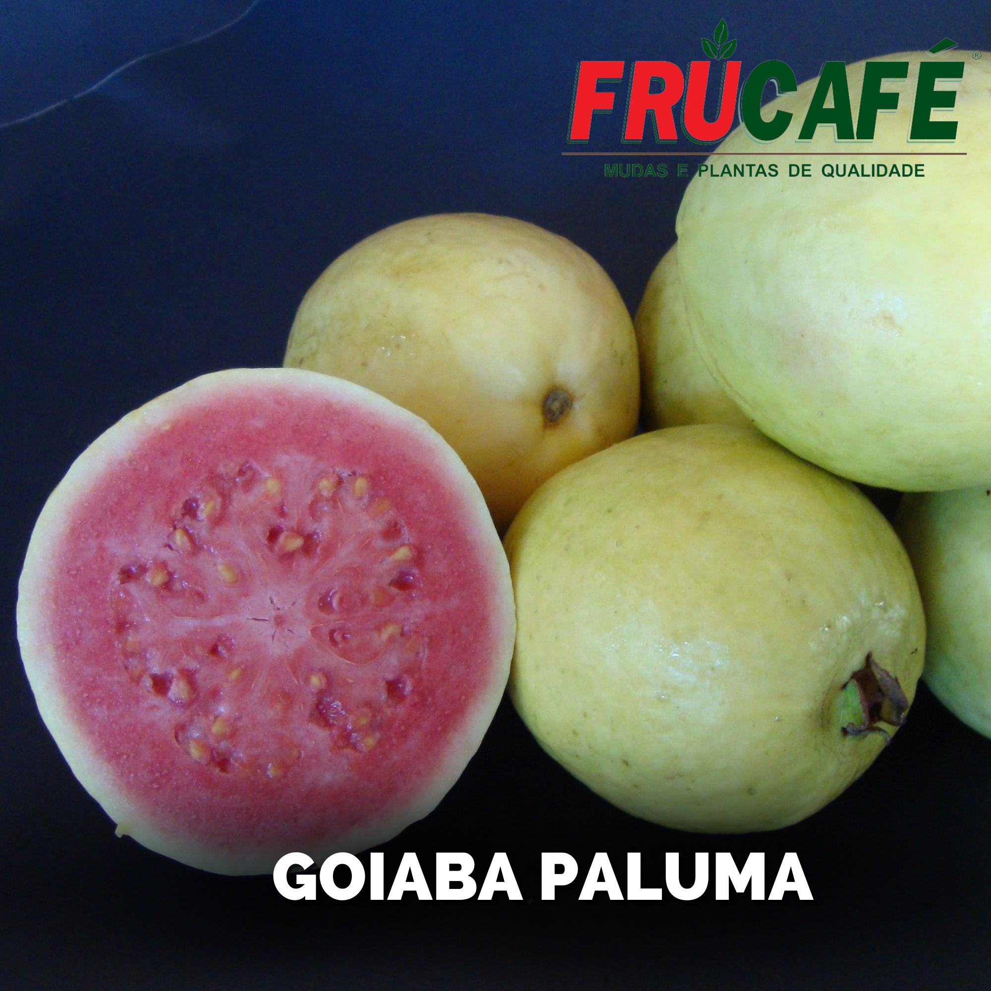 Muda de Goiaba Paluma (sac. 12x23) — Viveiro Frucafé