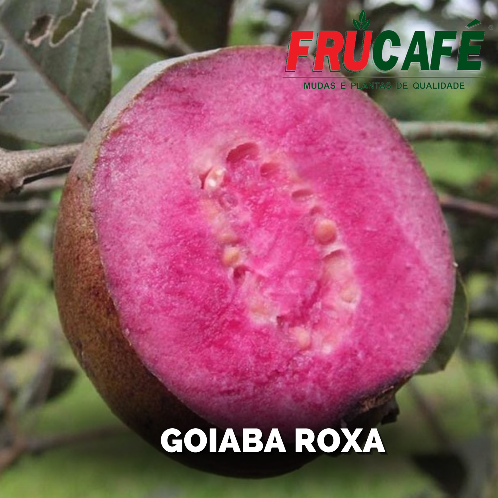 Muda de Goiaba Roxa (sac. 20x25) — Viveiro Frucafé
