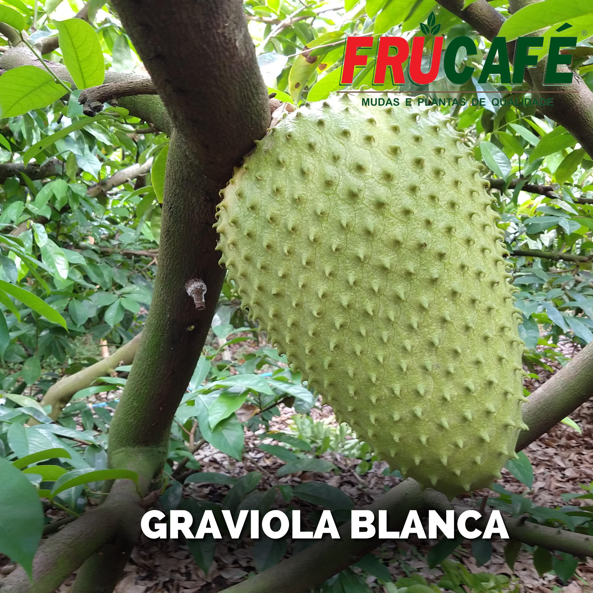 Muda de Graviola Blanca (sac. 18x32) — Viveiro Frucafé