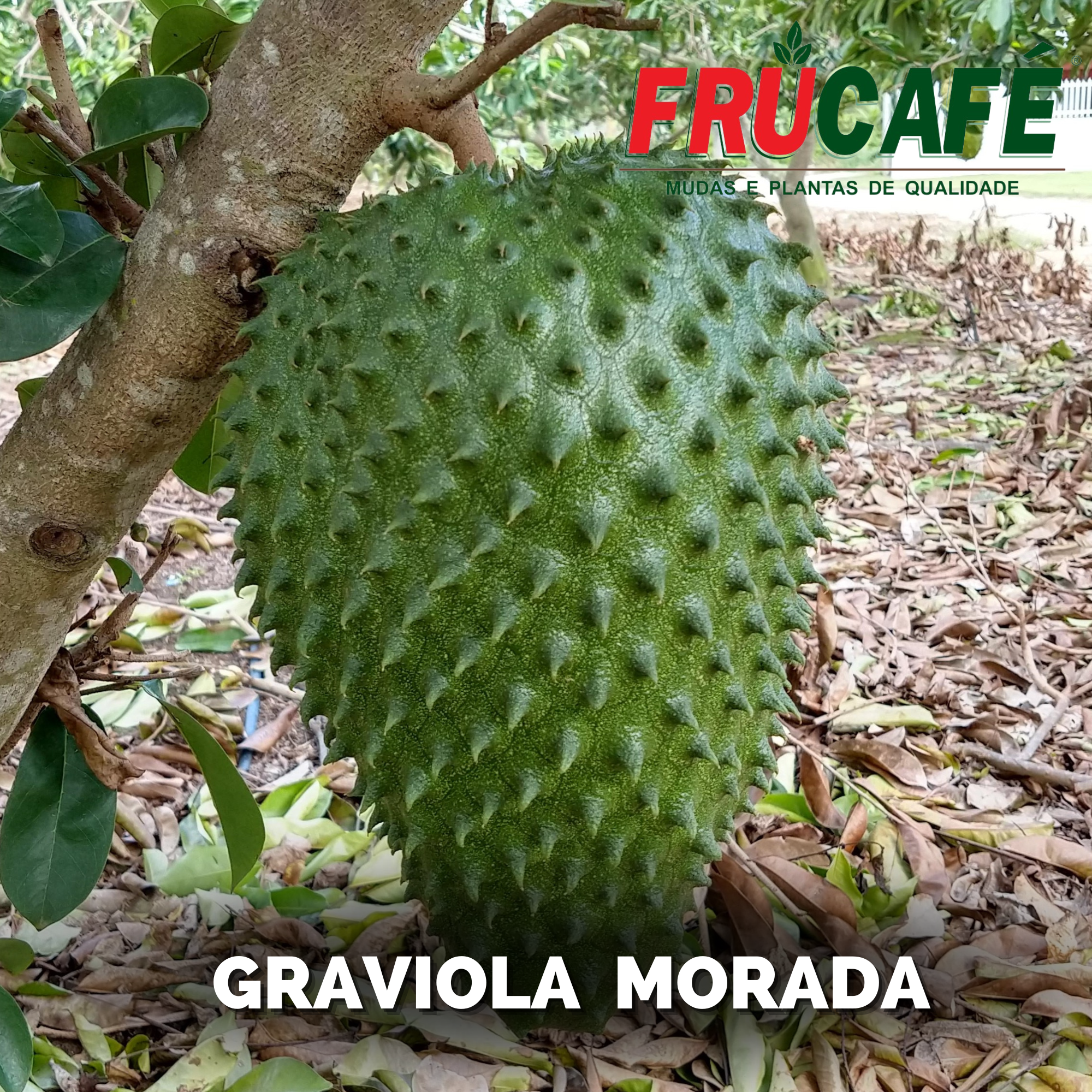Muda de Graviola Morada (sac. 18x32) — Viveiro Frucafé
