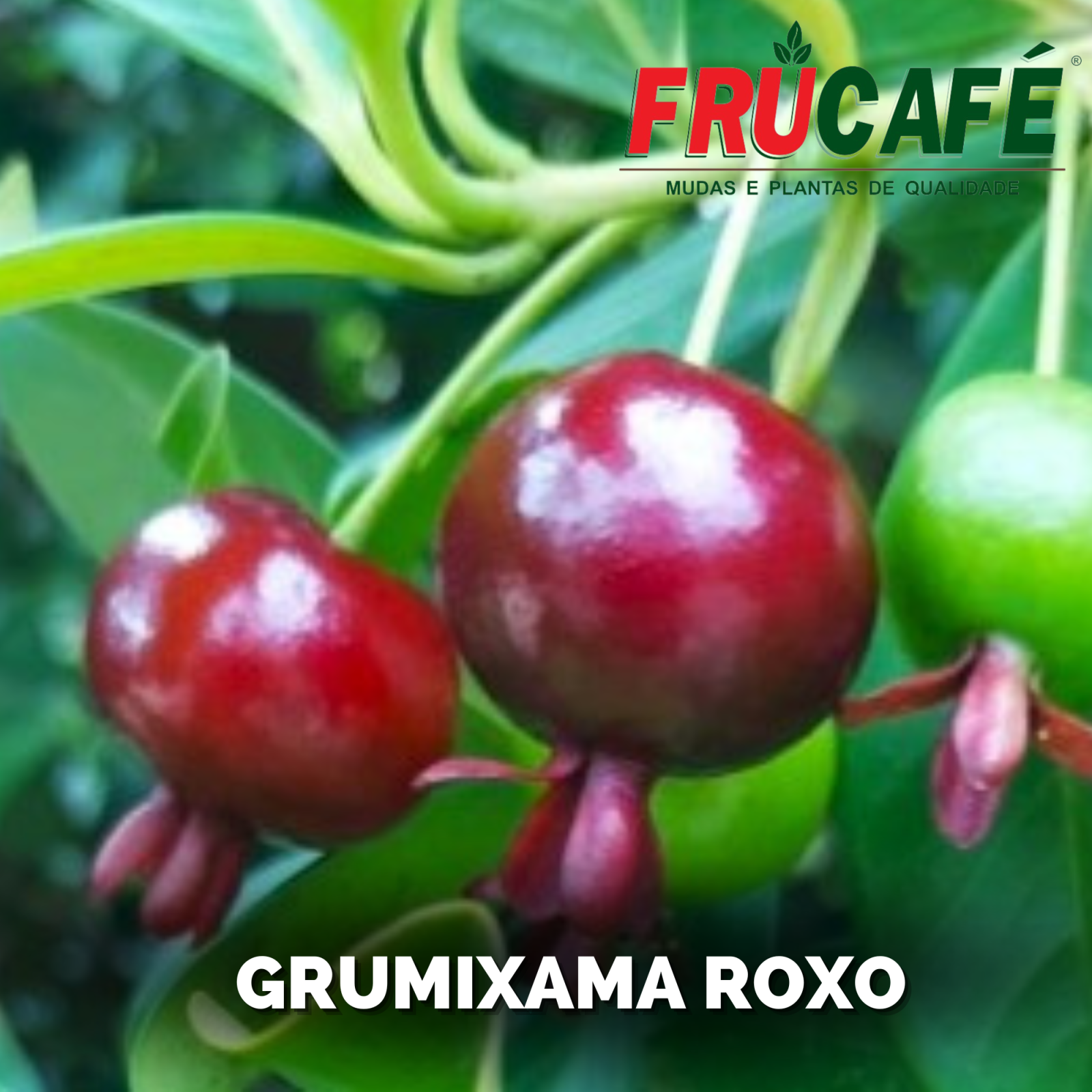 Muda de Grumixama Roxo (sac. 18x32) — Viveiro Frucafé