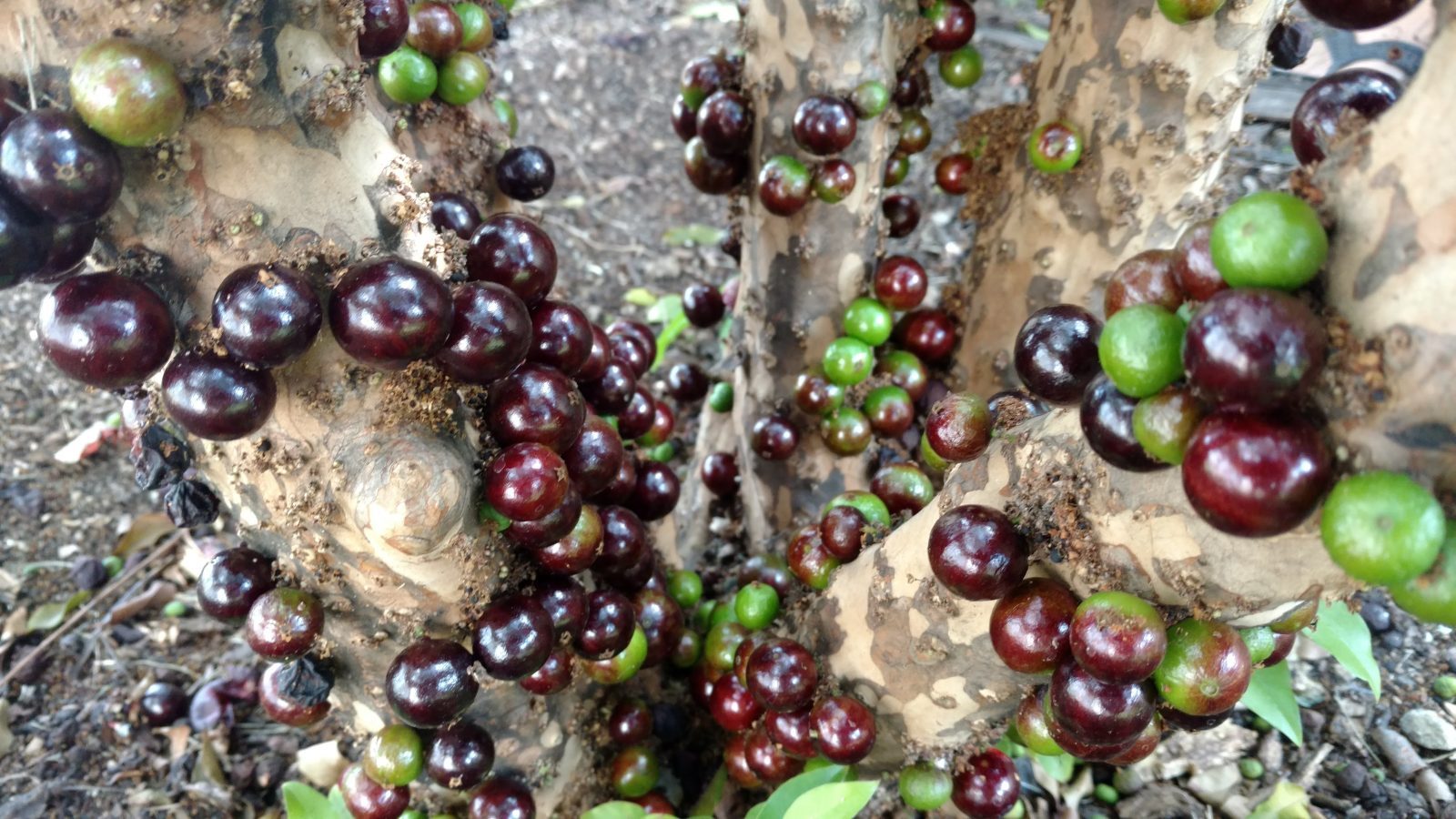 Muda de Jabuticaba Paulista (sac. 20x25) — Viveiro Frucafé