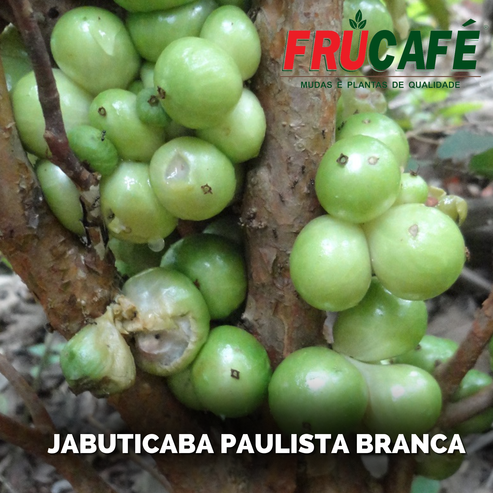 Muda de Jabuticaba Paulista Branca (sac. 20x25) — Viveiro Frucafé