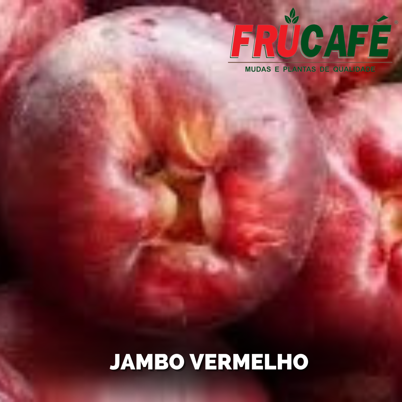 Muda de Jambo Vermelho — Viveiro Frucafé