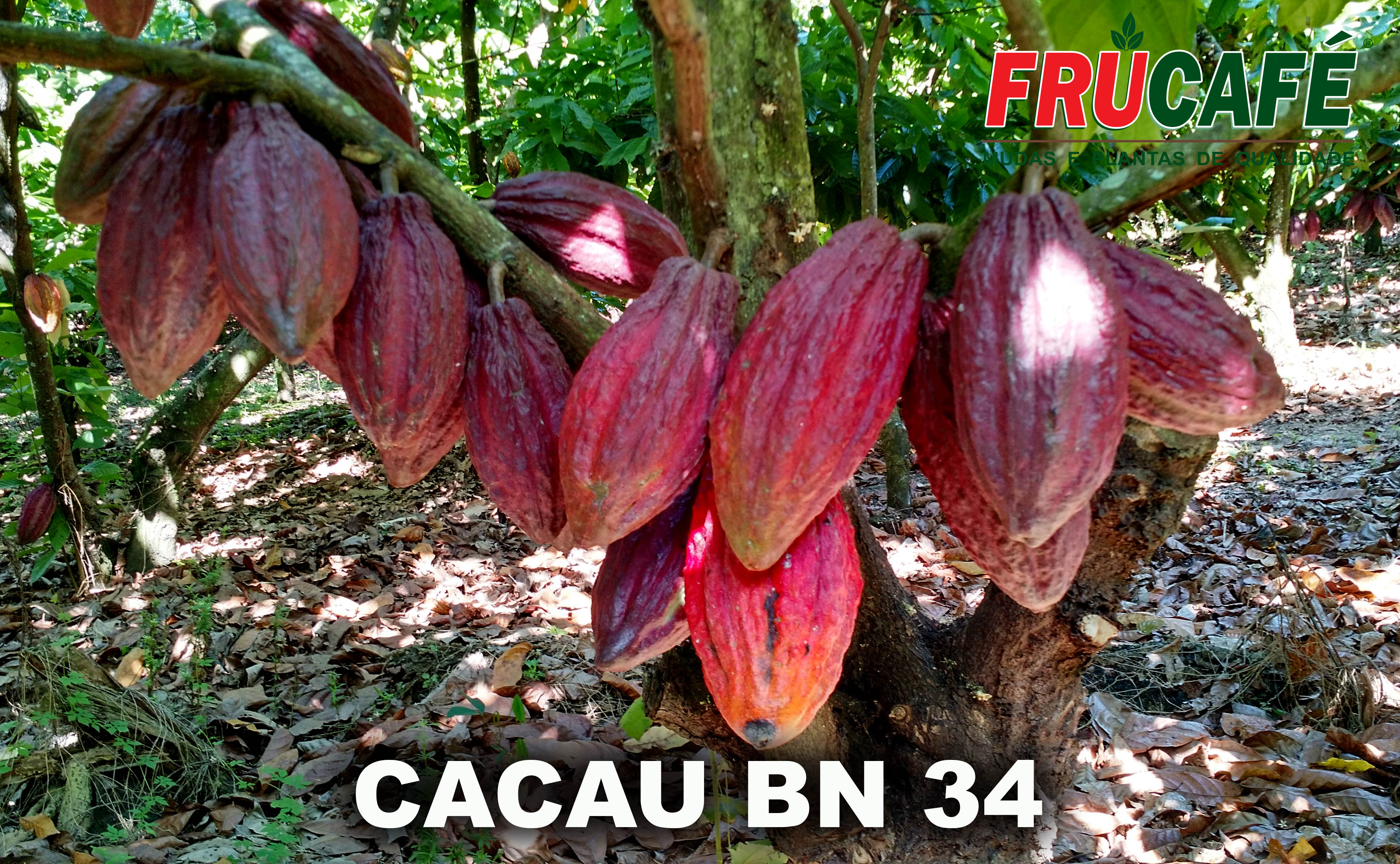Muda de Cacau Bn 34 (sac. 16x28) — Viveiro Frucafé