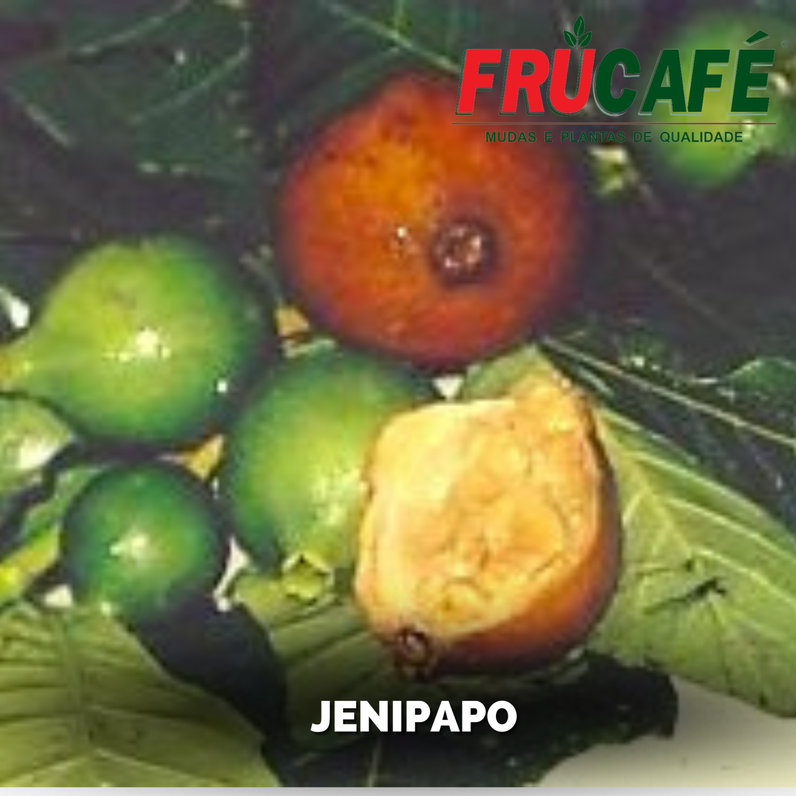 Muda de Jenipapo (sac. 18x32) — Viveiro Frucafé