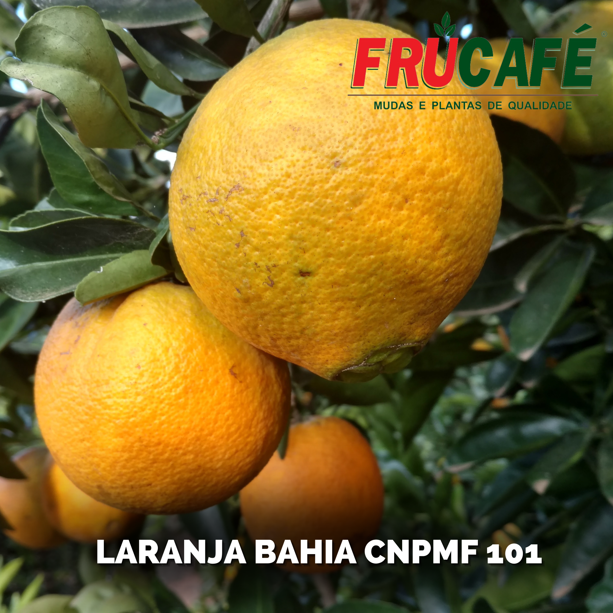 Muda de Laranja Bahia Cnpmf 101 (sac. 18x32) — Viveiro Frucafé