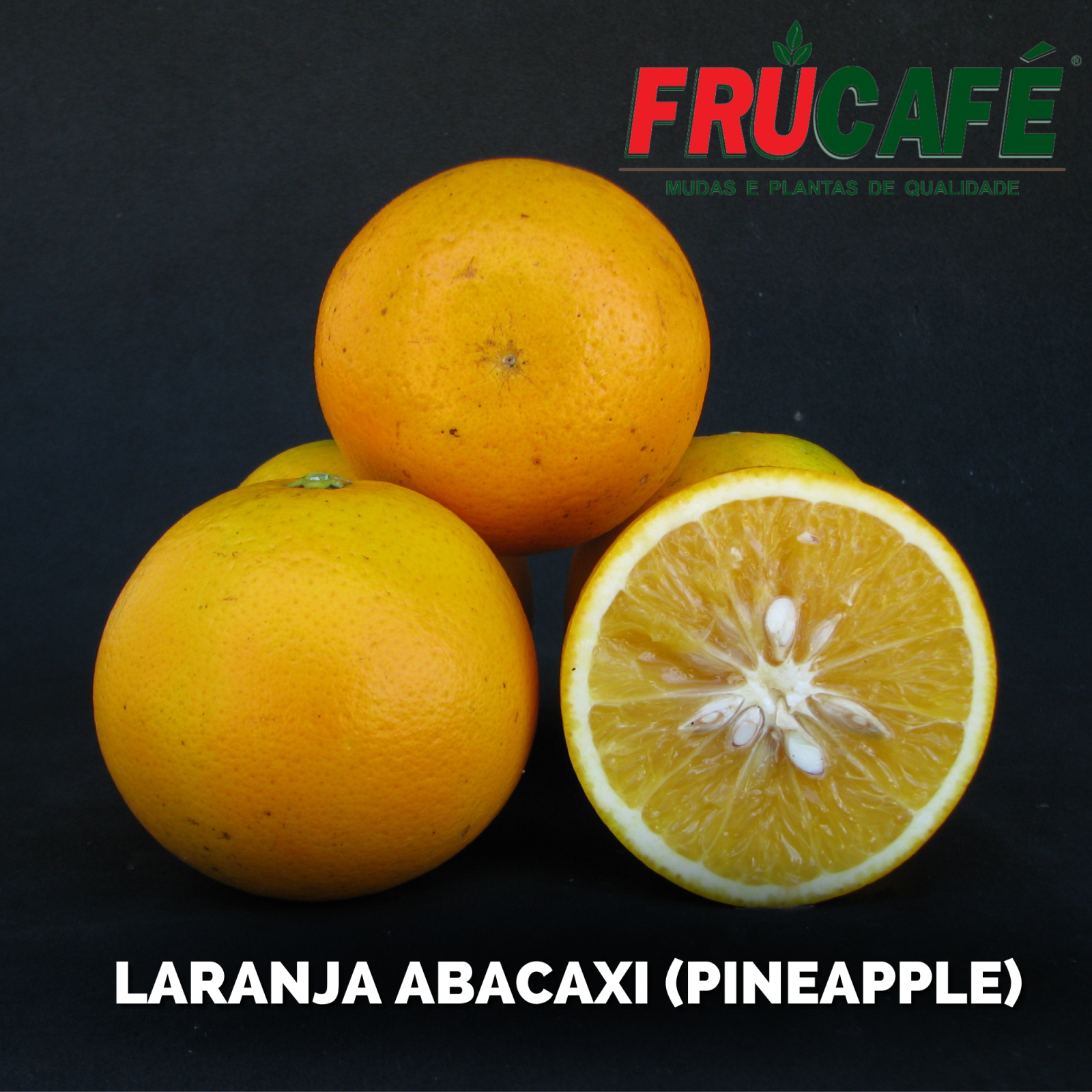 Muda de Laranja Abacaxi (sac. 18x32) — Viveiro Frucafé