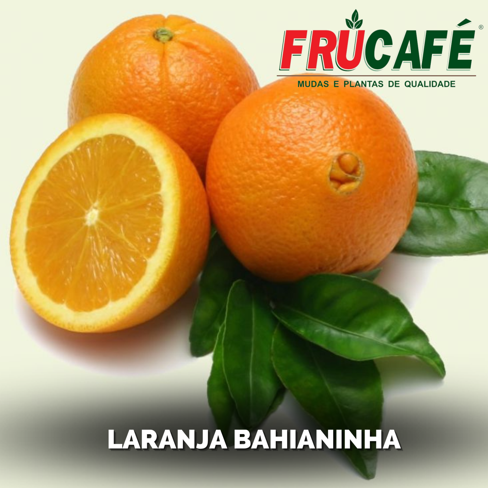 Muda de Laranja Baianinha Cnpmf 01 (sac. 18x32) — Viveiro Frucafé