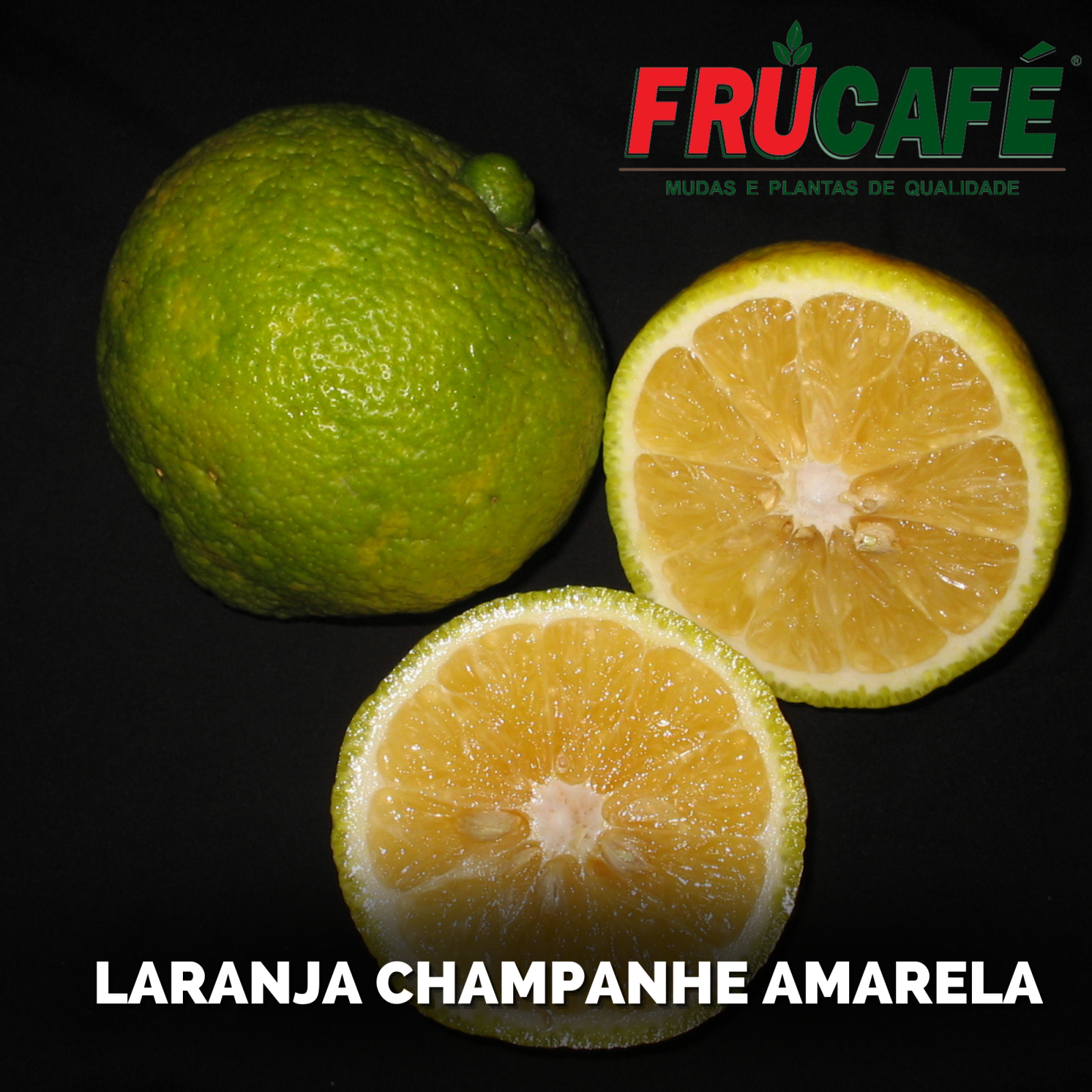 Muda de Laranja Champagne Amarela (sac. 18x32) — Viveiro Frucafé
