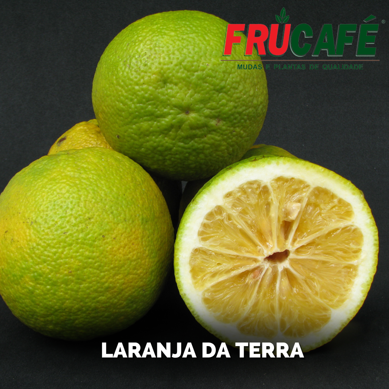 Muda de Laranja Da Terra (sac. 18x32) — Viveiro Frucafé