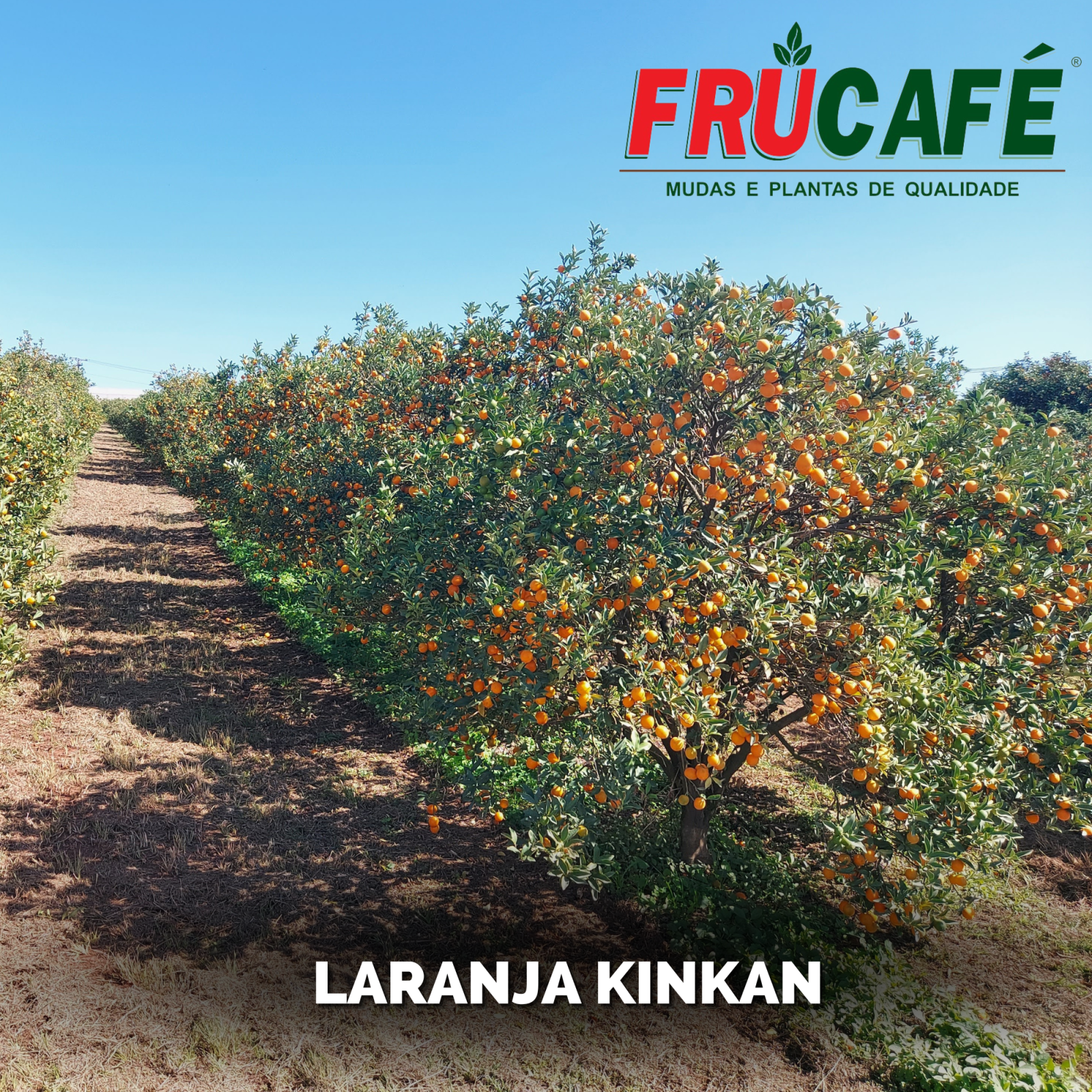Muda de Laranja Kinkan (sac. 18x32) — Viveiro Frucafé