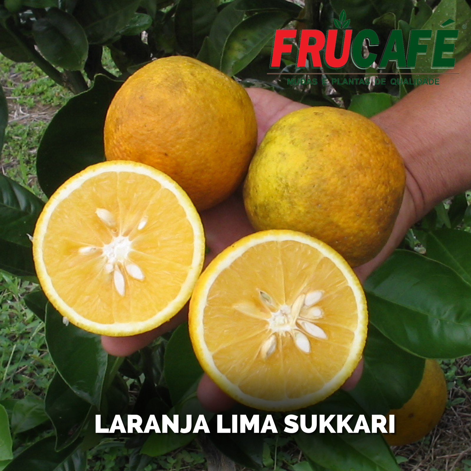 Muda de Laranja Lima Sukkari (sac. 18x32) — Viveiro Frucafé