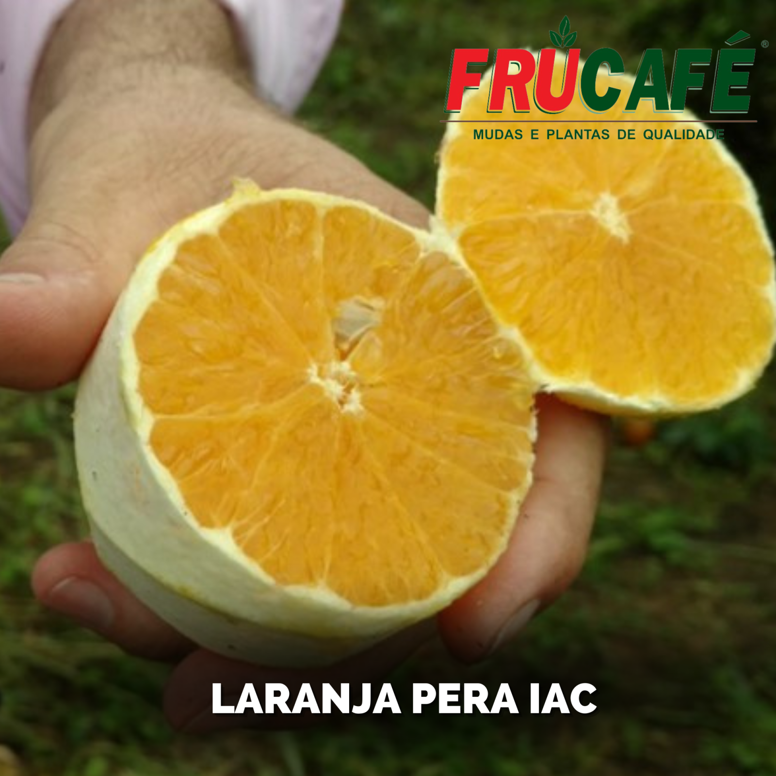 Muda de Laranja Pera Iac (sac. 18x32) — Viveiro Frucafé