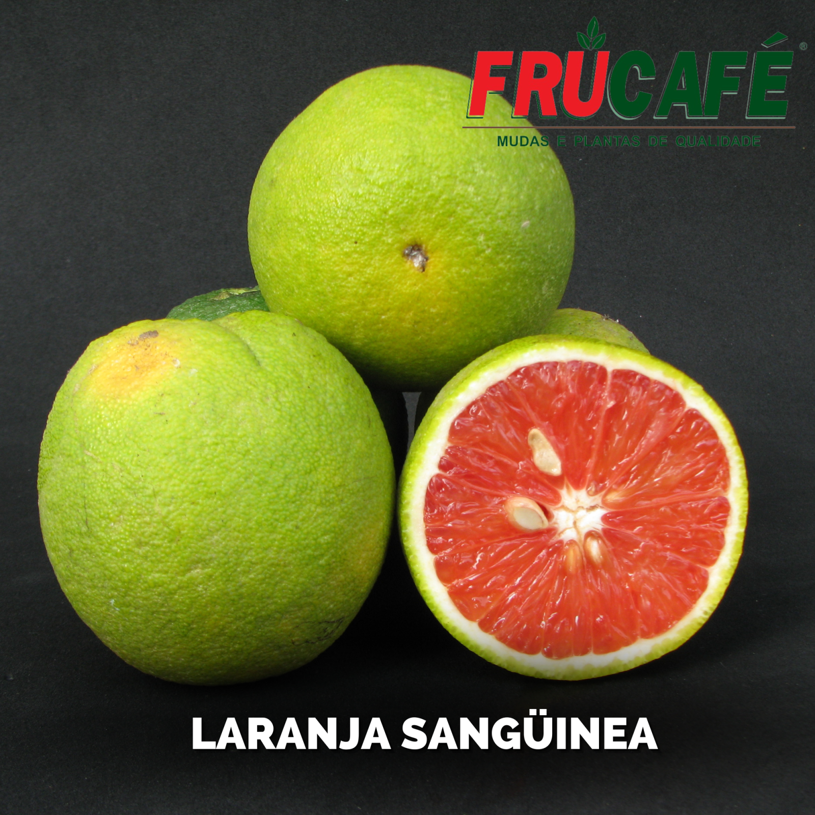 Muda de Laranja SanguÍnea (sac. 18x32) — Viveiro Frucafé