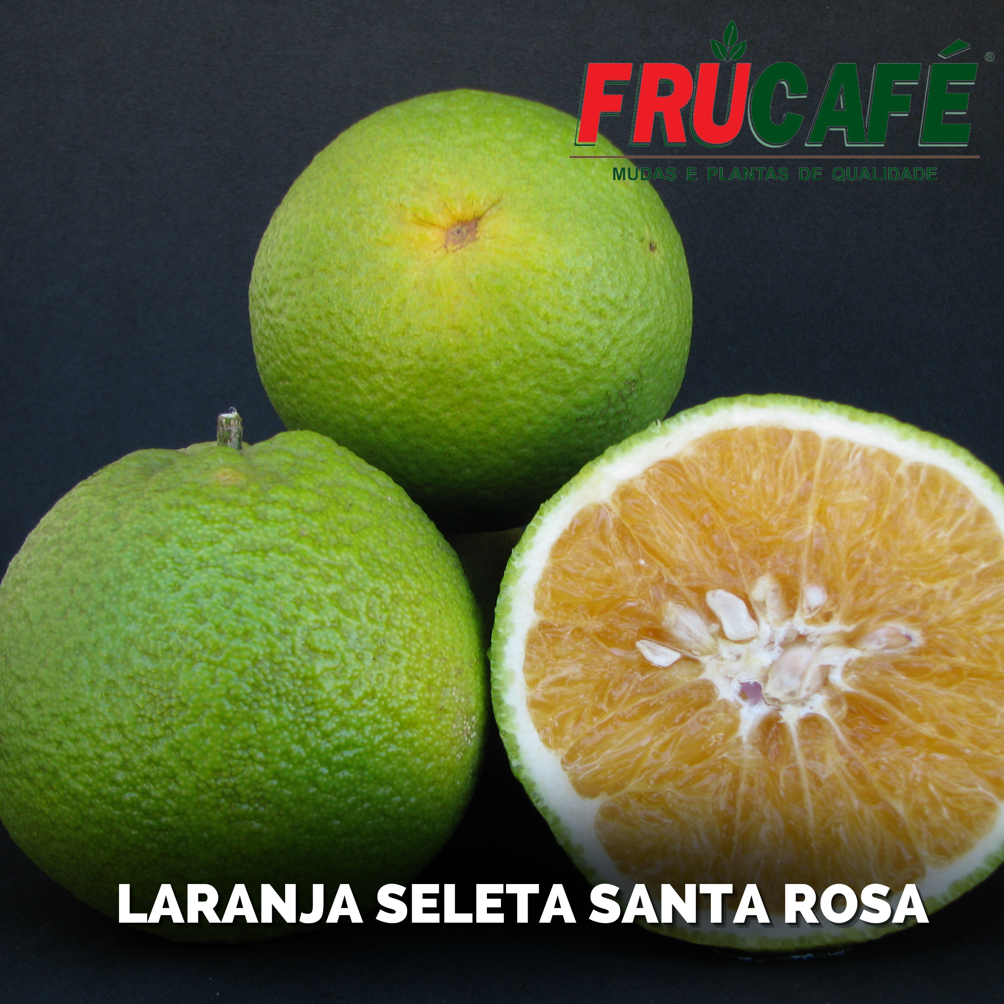 Muda de Laranja Seleta (sac. 18x32) — Viveiro Frucafé