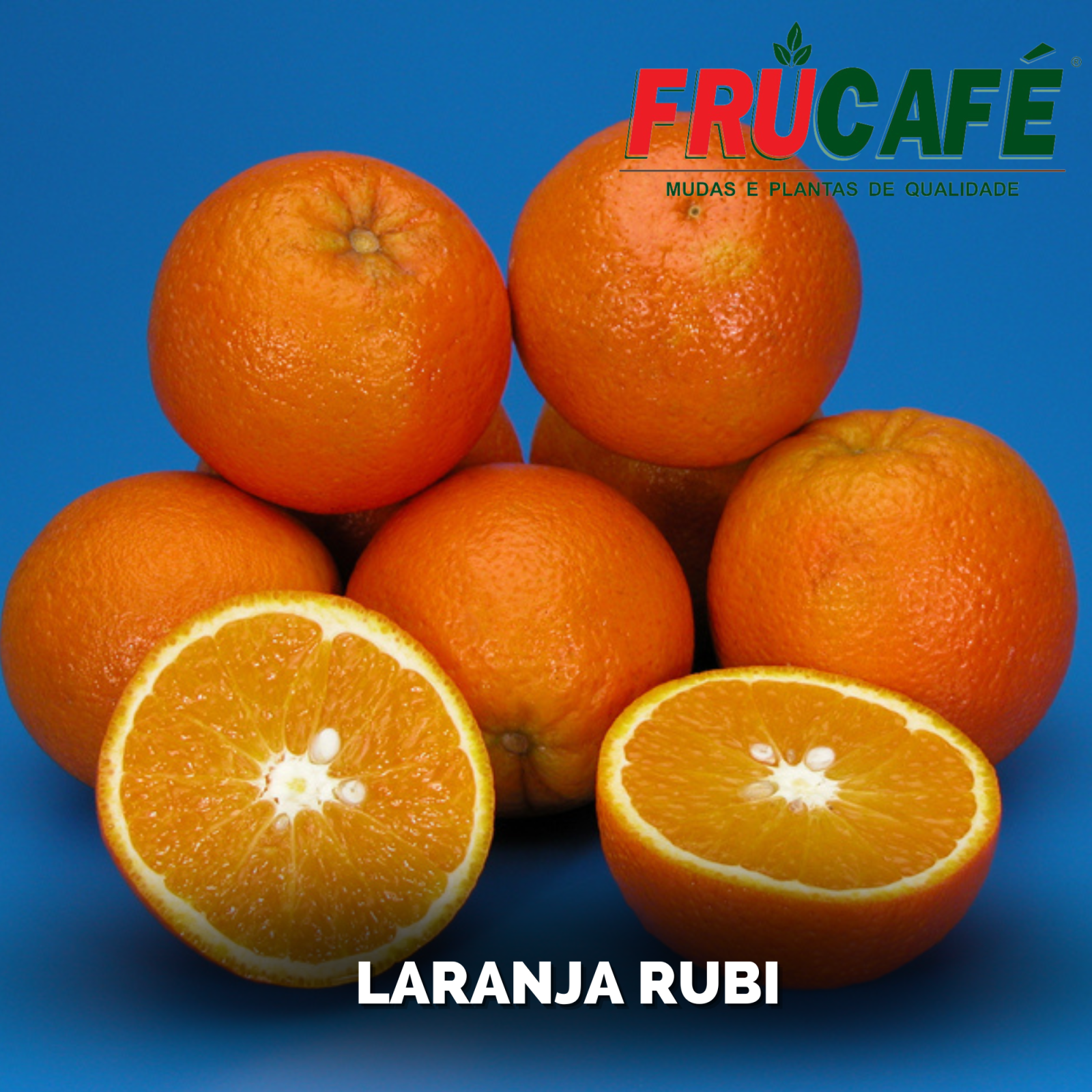 Muda de Laranja Rubi (sac. 18x32) — Viveiro Frucafé