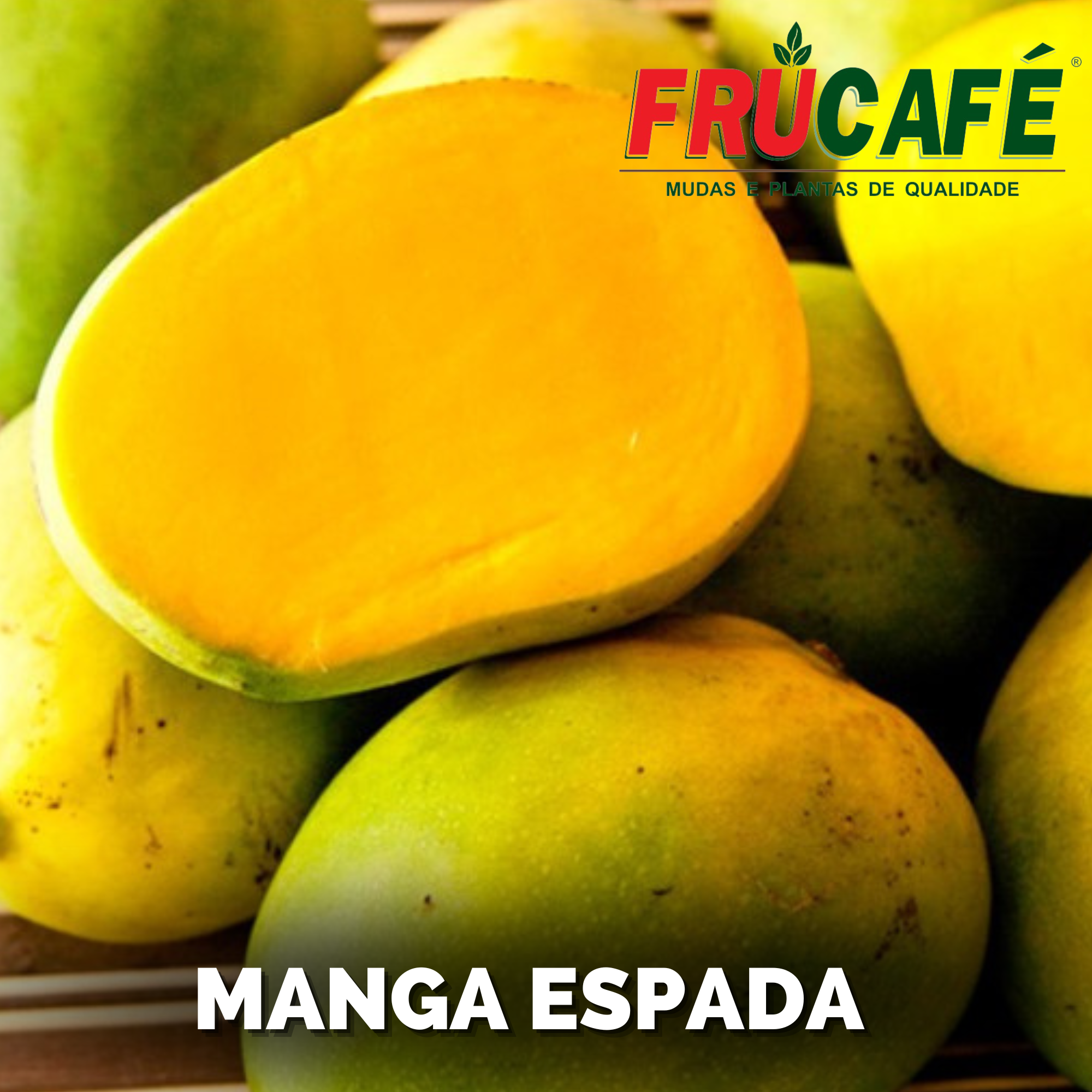 Muda de Manga Espada (sac. 20x35) — Viveiro Frucafé