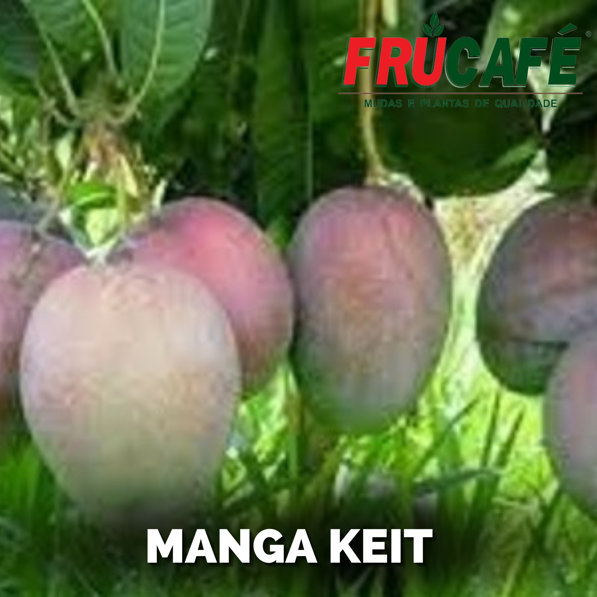 Muda de Manga Keitt (sac. 20x35) — Viveiro Frucafé