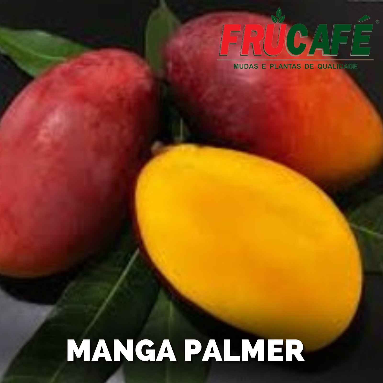 Muda de Manga Palmer (sac. 20x35) — Viveiro Frucafé