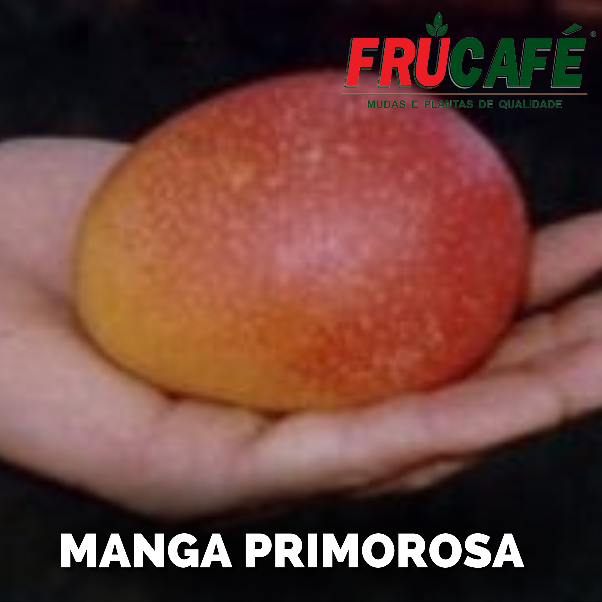 Muda de Manga Primorosa (sac. 20x35) — Viveiro Frucafé