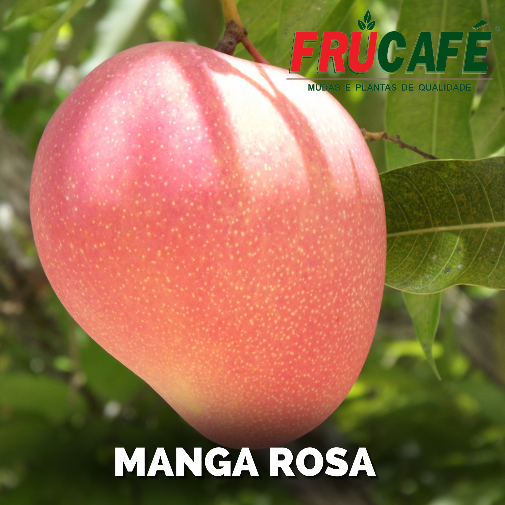 Muda de Manga Rosa (sac. 20x35) — Viveiro Frucafé
