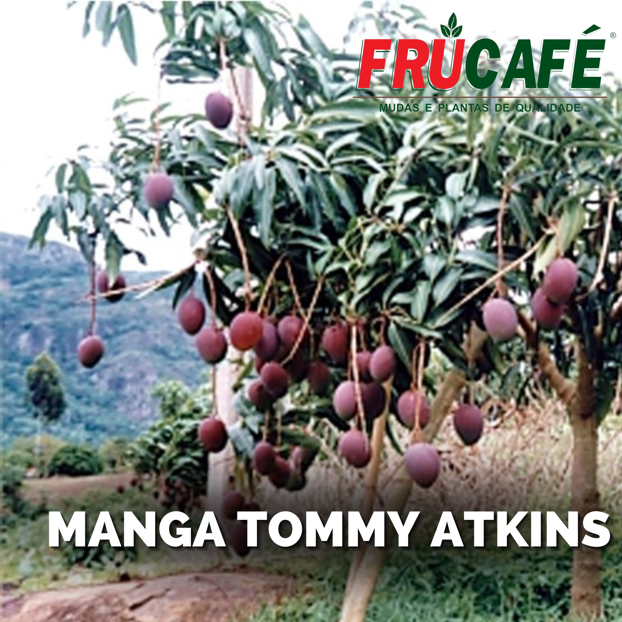Muda de Manga Tommy Atkins (sac. 20x35) — Viveiro Frucafé