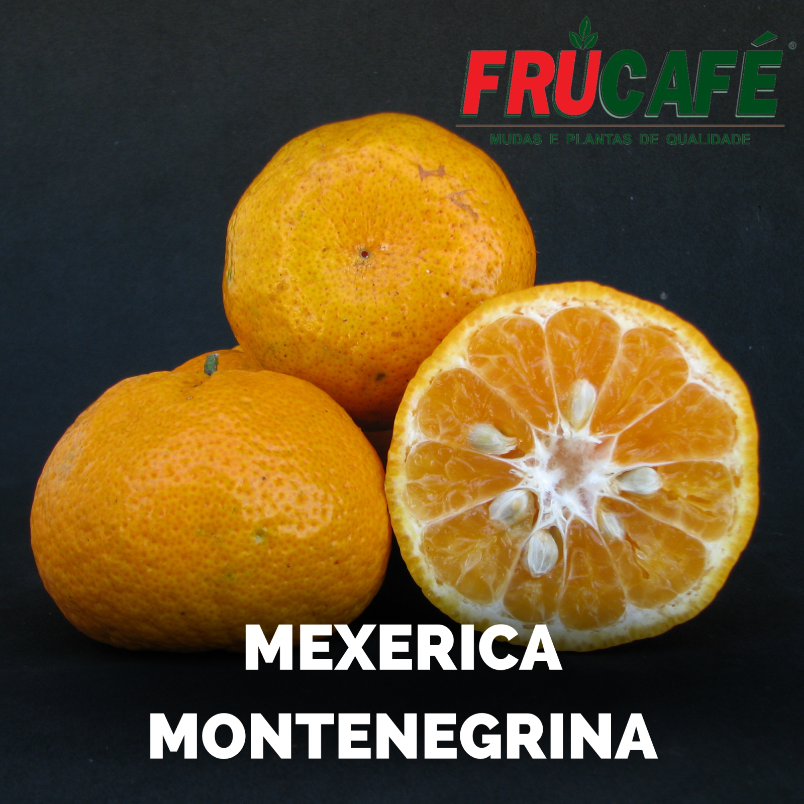 Muda de Mexerica Montenegrina (sac. 18x32) — Viveiro Frucafé