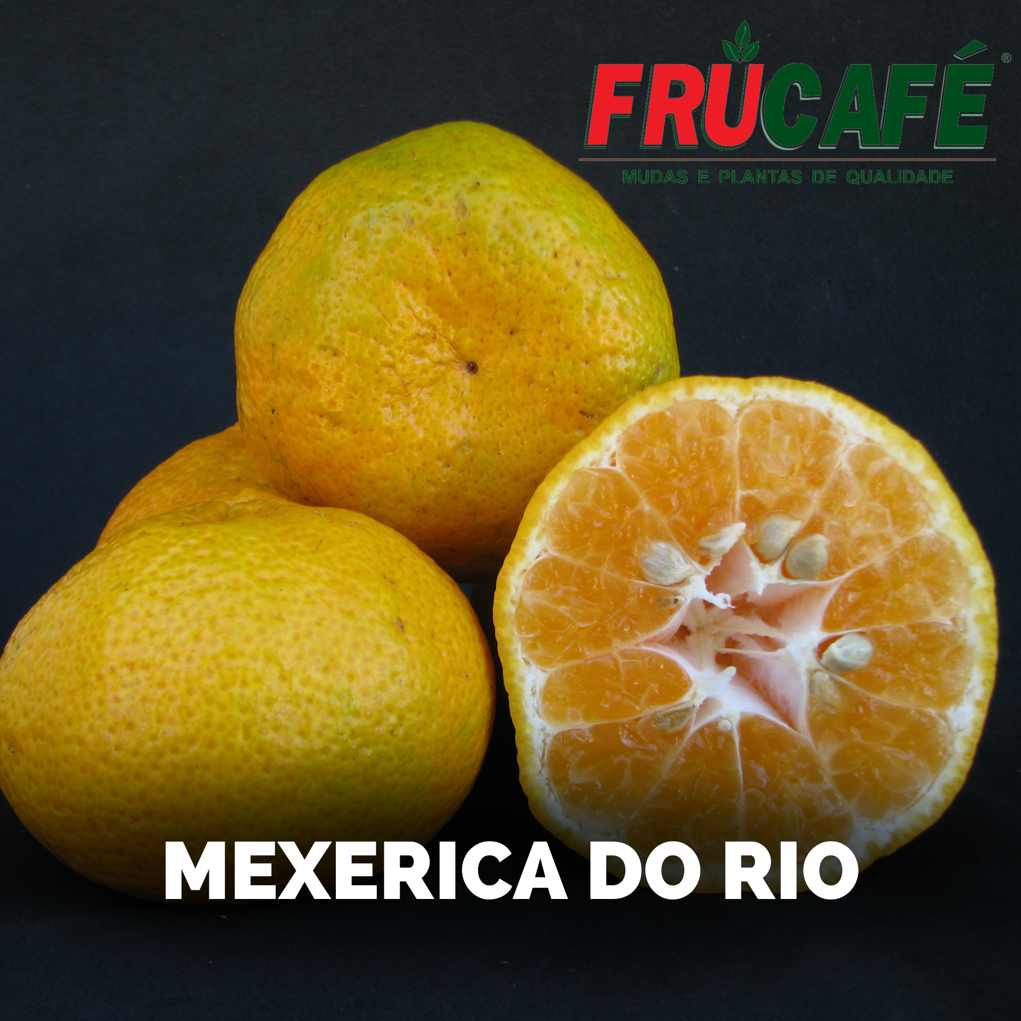 Muda de Mexerica Do Rio Iac (sac. 18x32) — Viveiro Frucafé