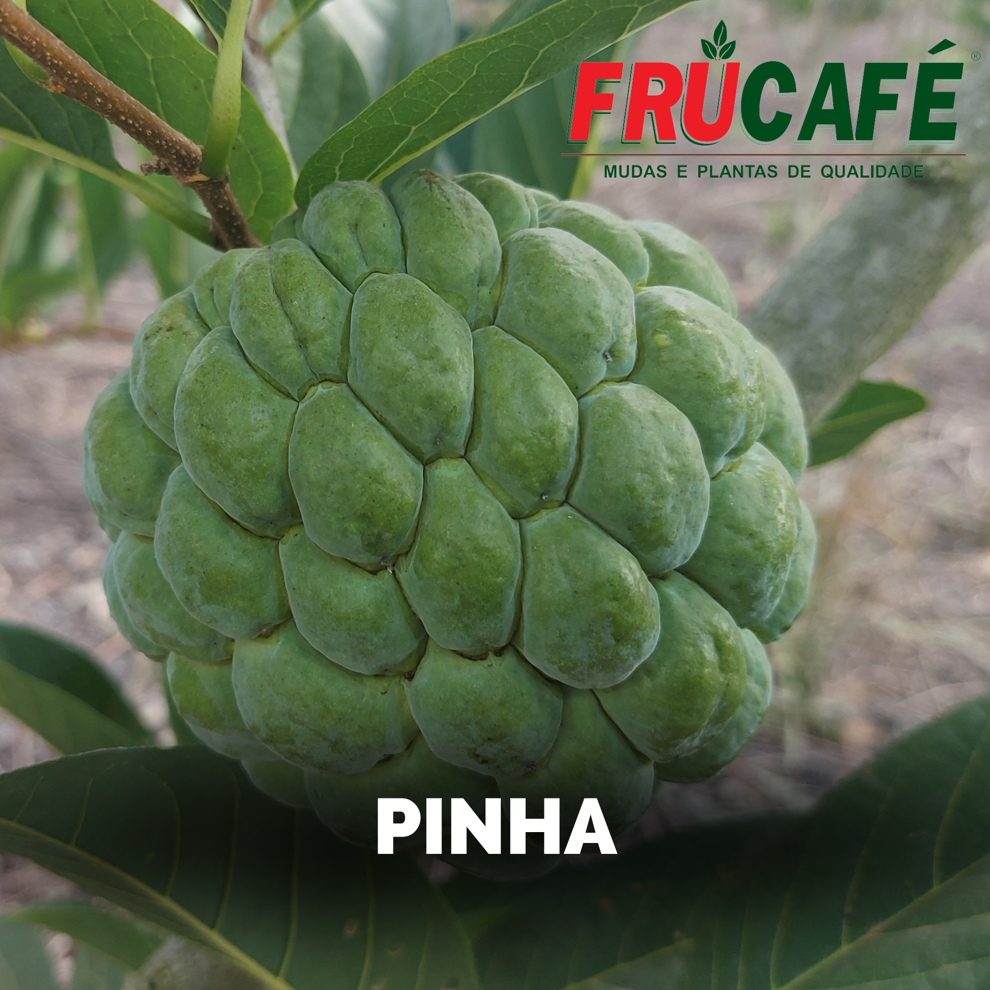 Muda de Pinha (sac. 16x28) — Viveiro Frucafé
