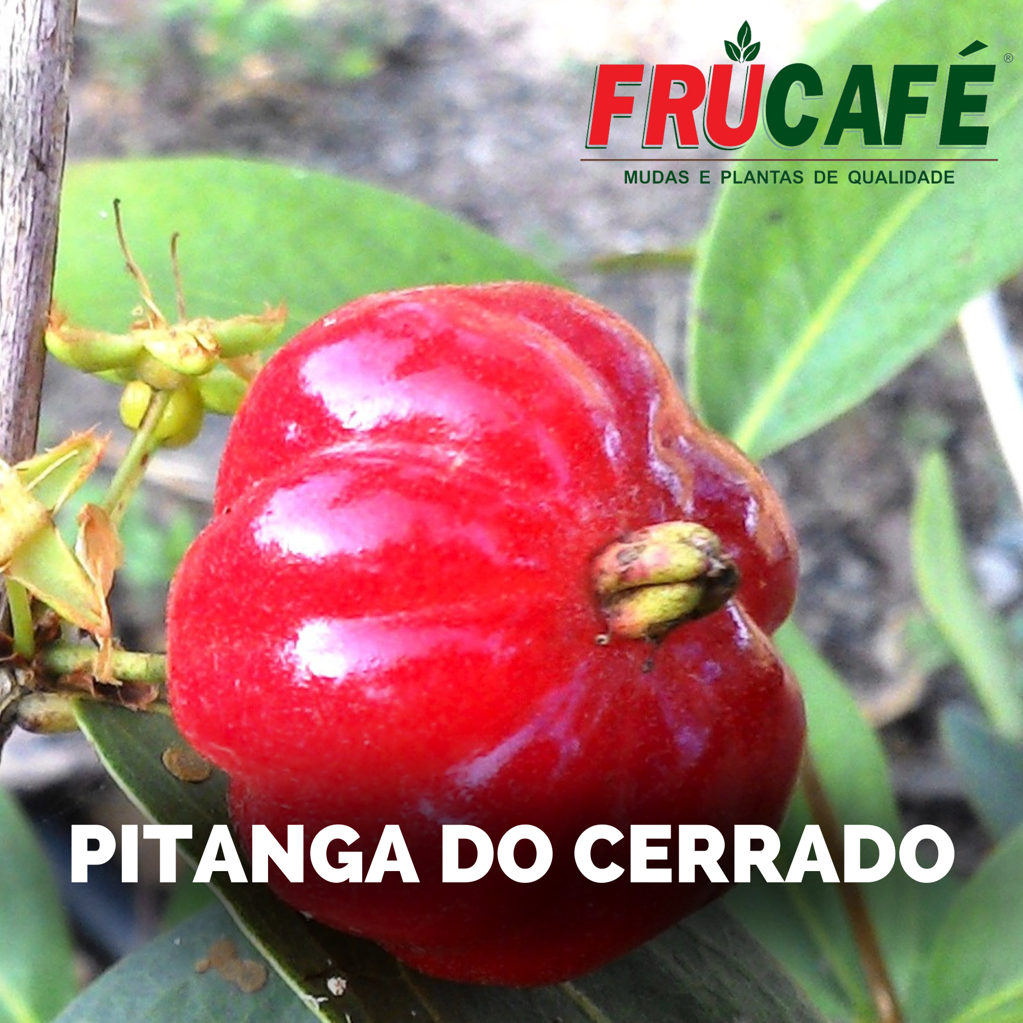 Muda de Pitanga Do Cerrado (sac. 18x32) — Viveiro Frucafé