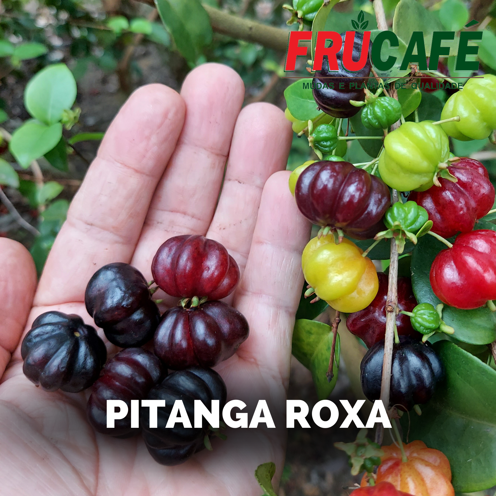 Muda de Pitanga Roxa (sac. 18x32) — Viveiro Frucafé