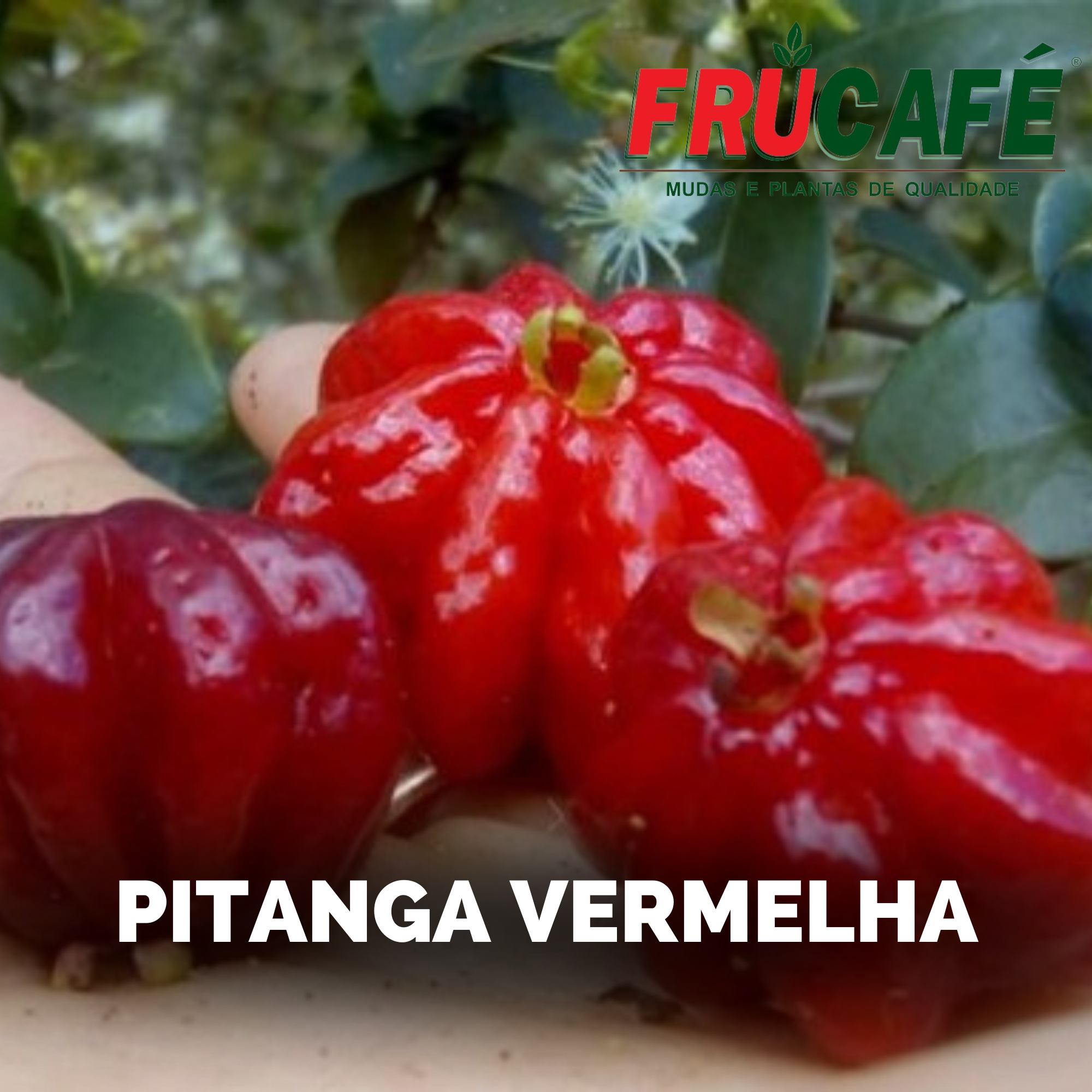 Muda de Pitanga Vermelha (sac. 18x32) — Viveiro Frucafé