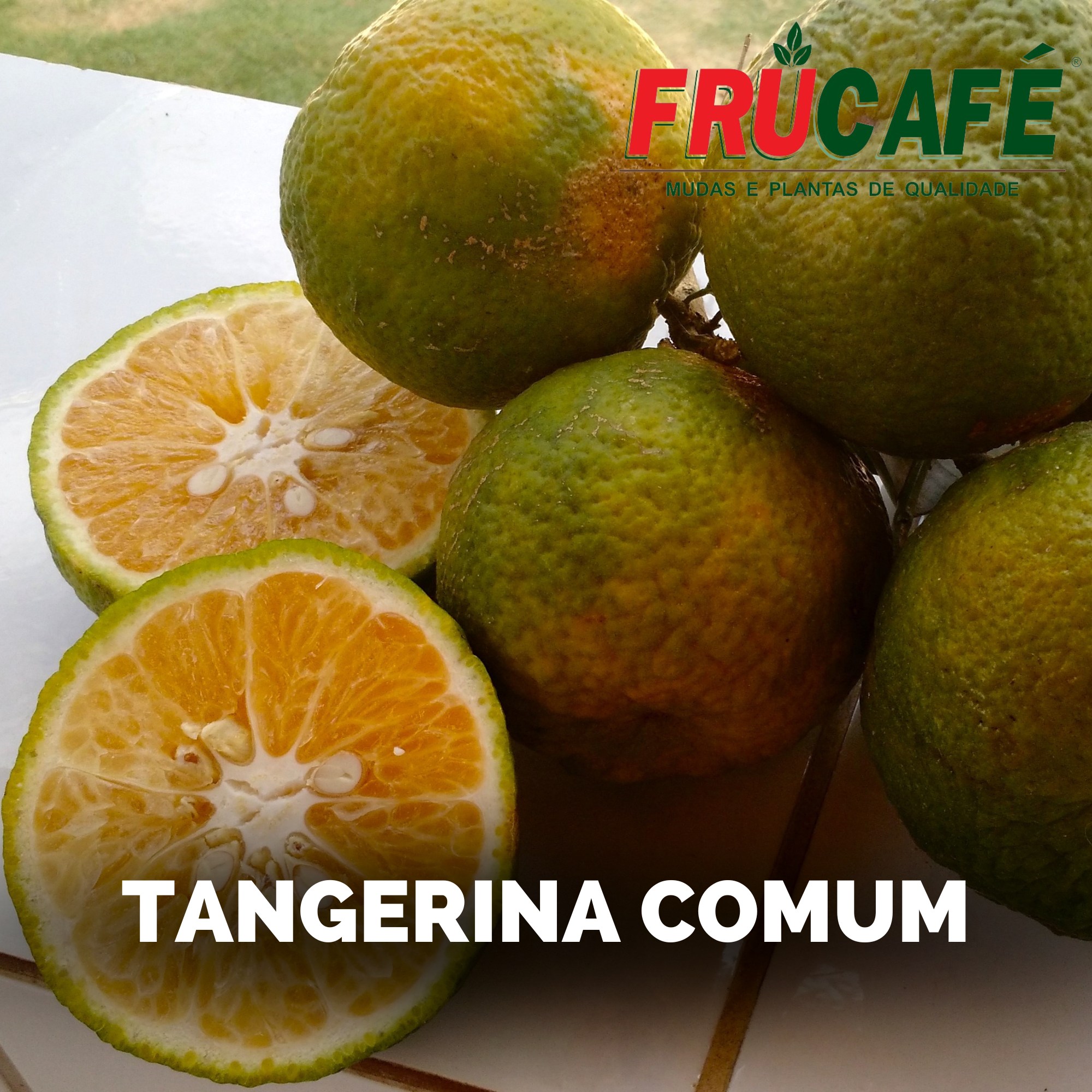 Muda de Tangerina Comum (sac. 18x32) — Viveiro Frucafé