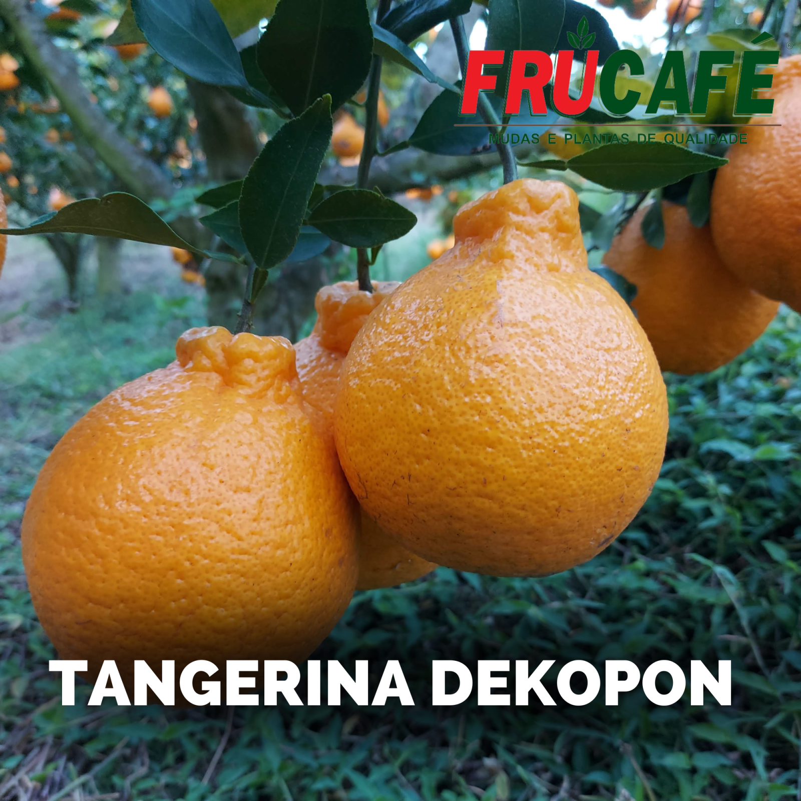 Muda de Tangor Dekopon (sac. 18x32) — Viveiro Frucafé