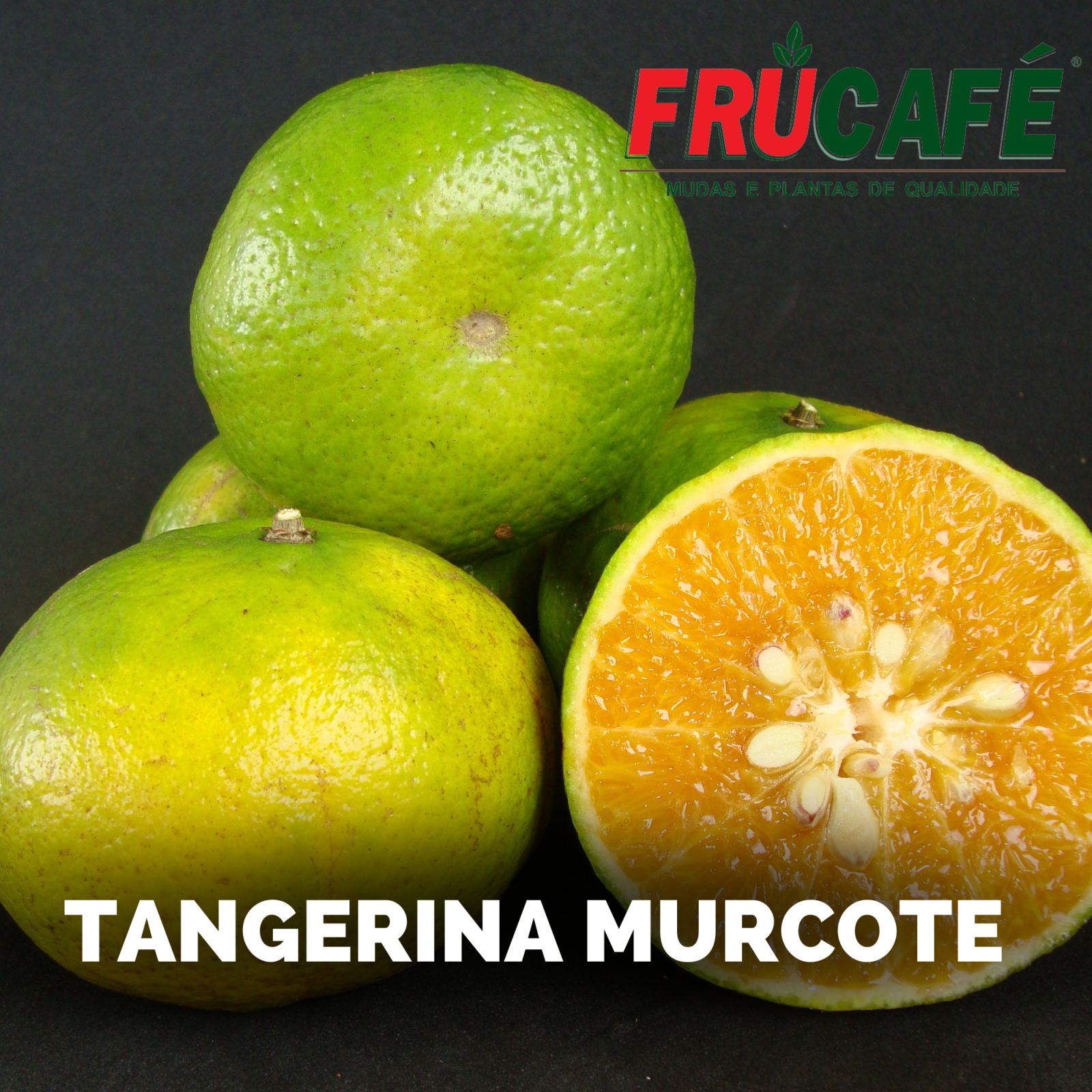 Muda de Tangor Murcote (sac. 18x32) — Viveiro Frucafé