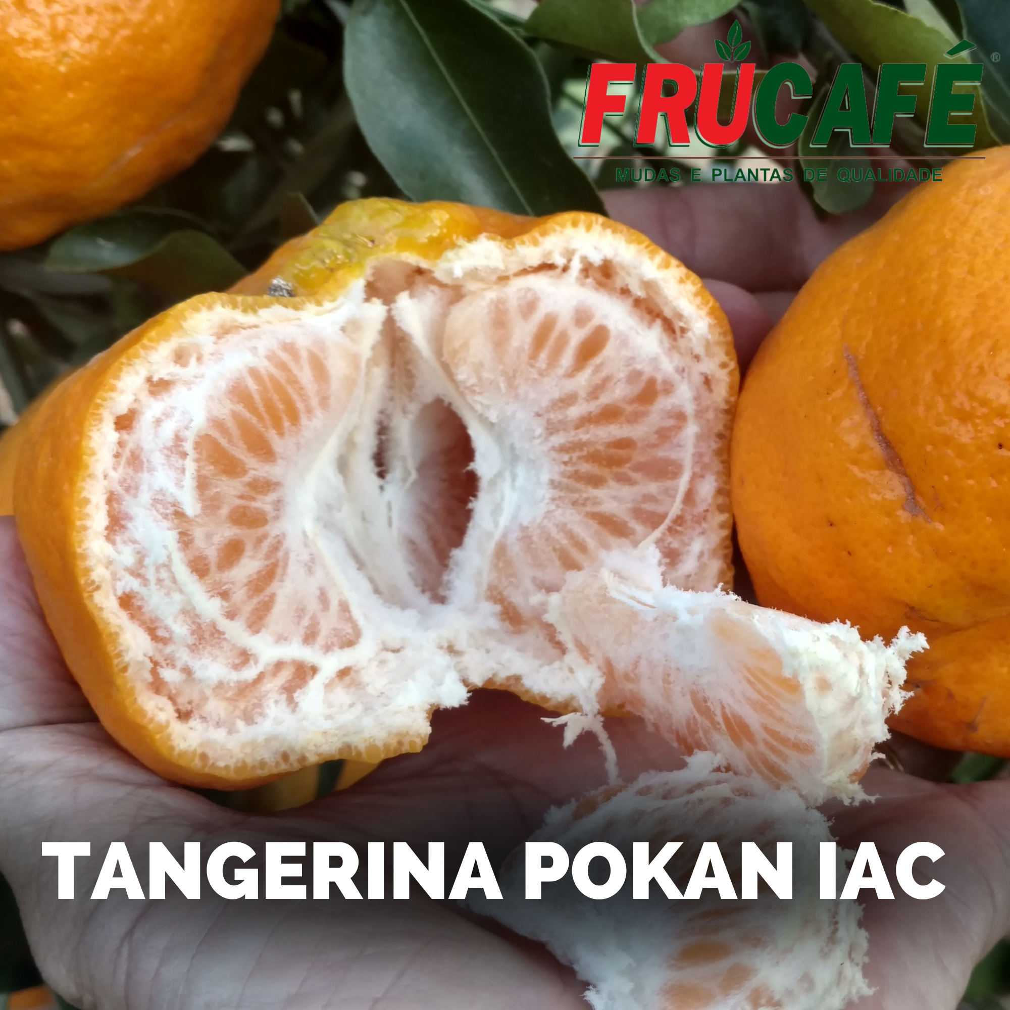 Muda de Tangerina Ponkan Iac (sac. 18x32) — Viveiro Frucafé