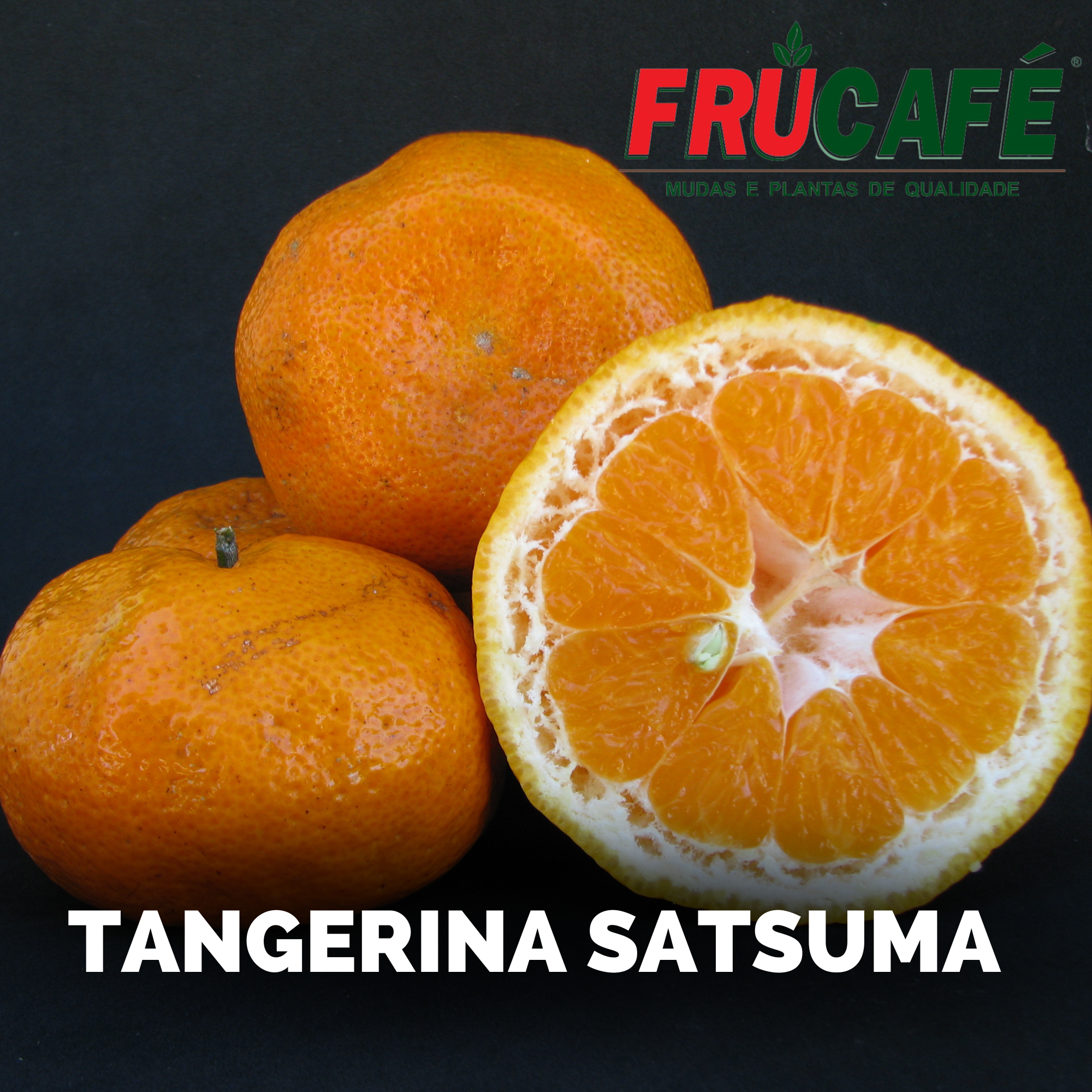 Muda de Tangerina Satsuma (sac. 18x32) — Viveiro Frucafé