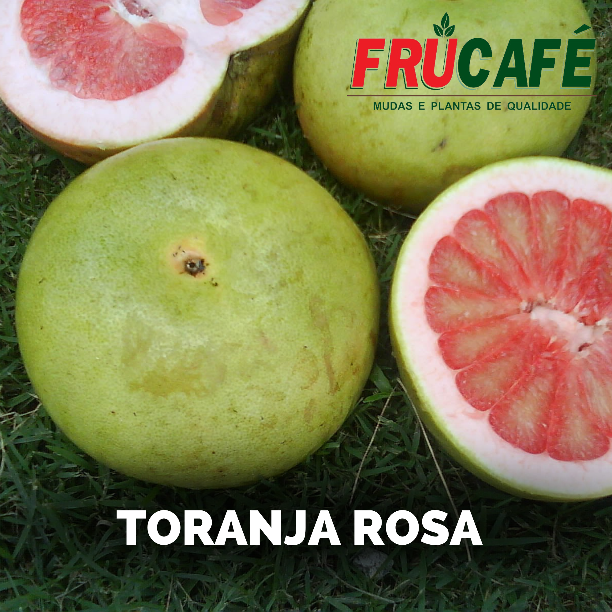 Muda de Toranja Rosada (sac. 18x32) — Viveiro Frucafé