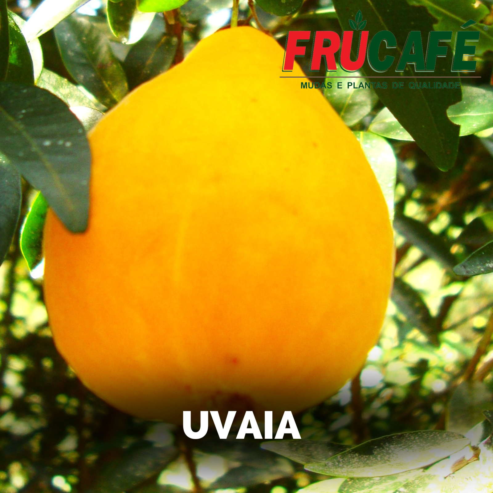 Muda de Uvaia (sac. 18x32) — Viveiro Frucafé