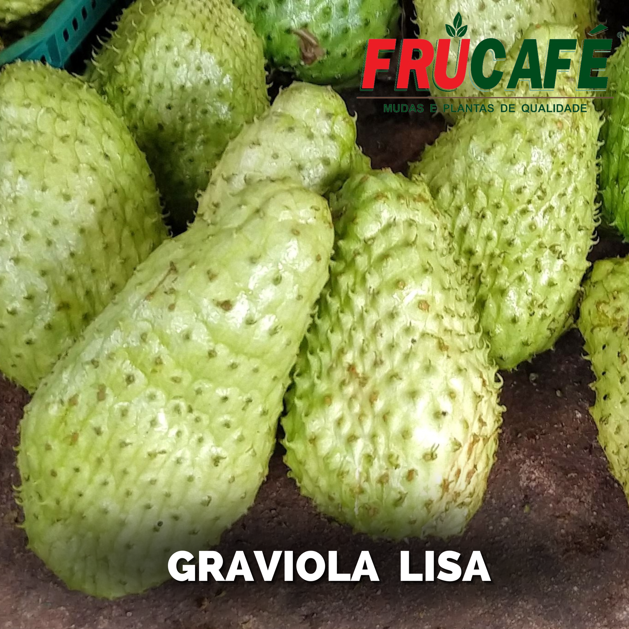 Muda de Graviola Lisa (sac. 18x32) — Viveiro Frucafé