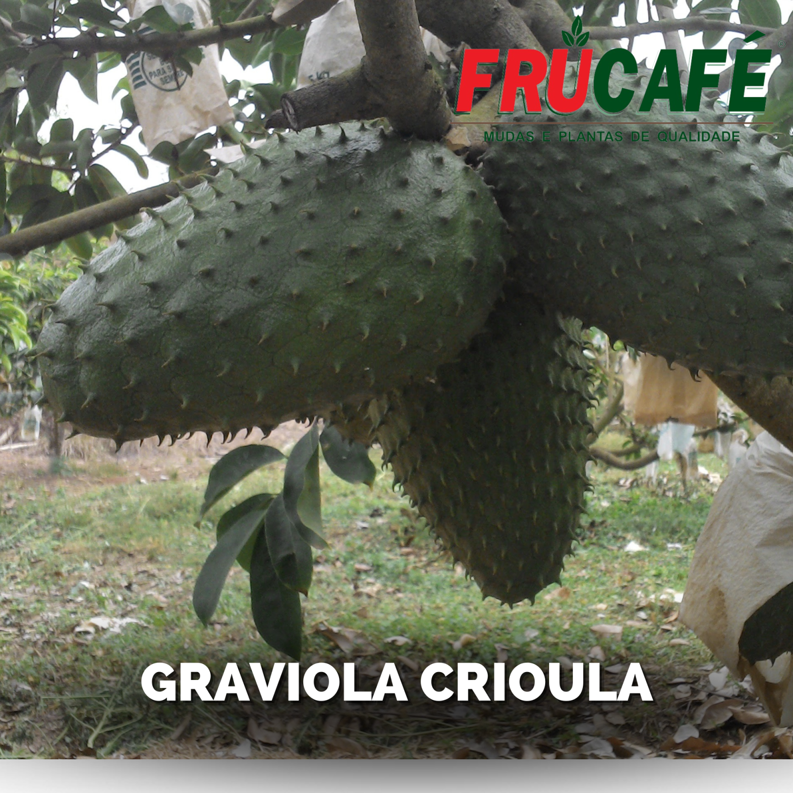Muda de Graviola Crioula (sac. 18x32) — Viveiro Frucafé