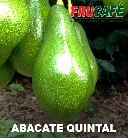 Muda de Abacate Quintal (sac. 18x32) — Viveiro Frucafé